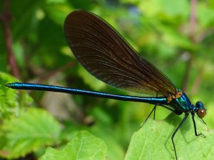agrion-mercure