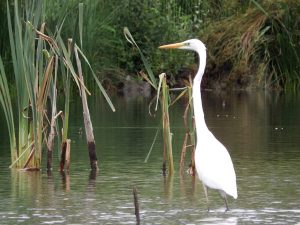 aigrette