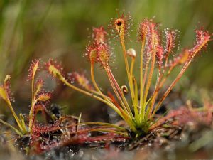 drosera-intermedia