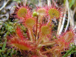 drosera-rotundifolia