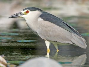 heron-bihoreau