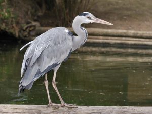 heron-cendre