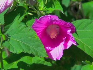 hibiscus-des-marais