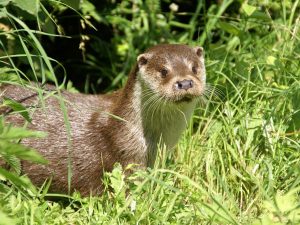 loutre-deurope