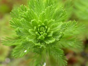 myrophyle-du-bresil