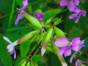 soponaire-officinale