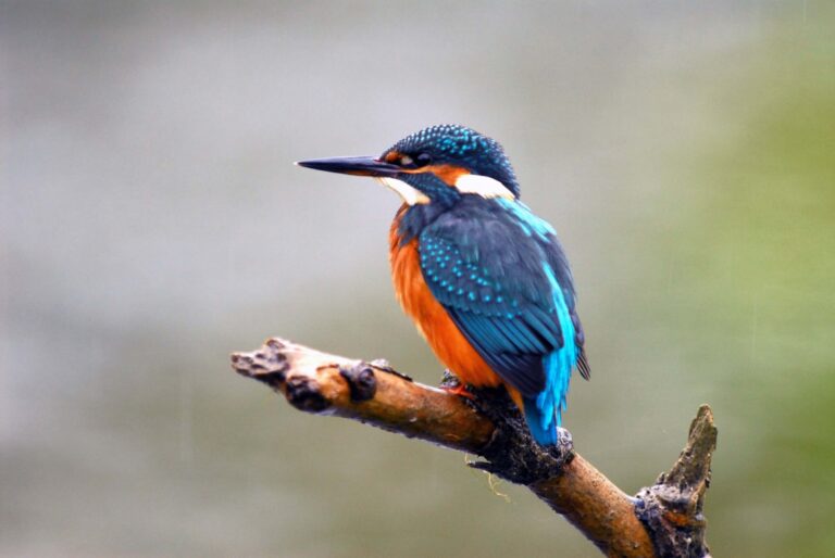 Martin-pêcheur sur le Courant de Contis — faune Natura 2000