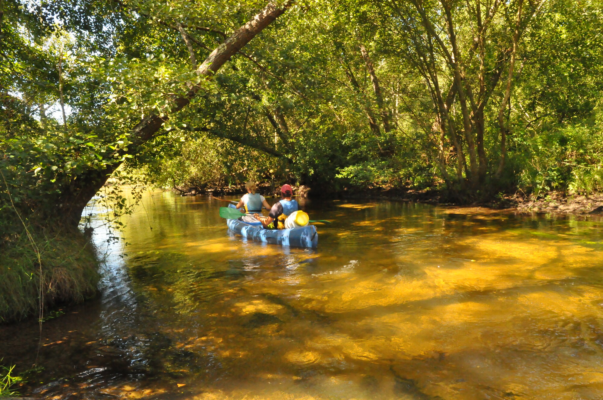 Canoë sous les aulnes du Courant de Contis, royaume de la loutre et des oiseaux