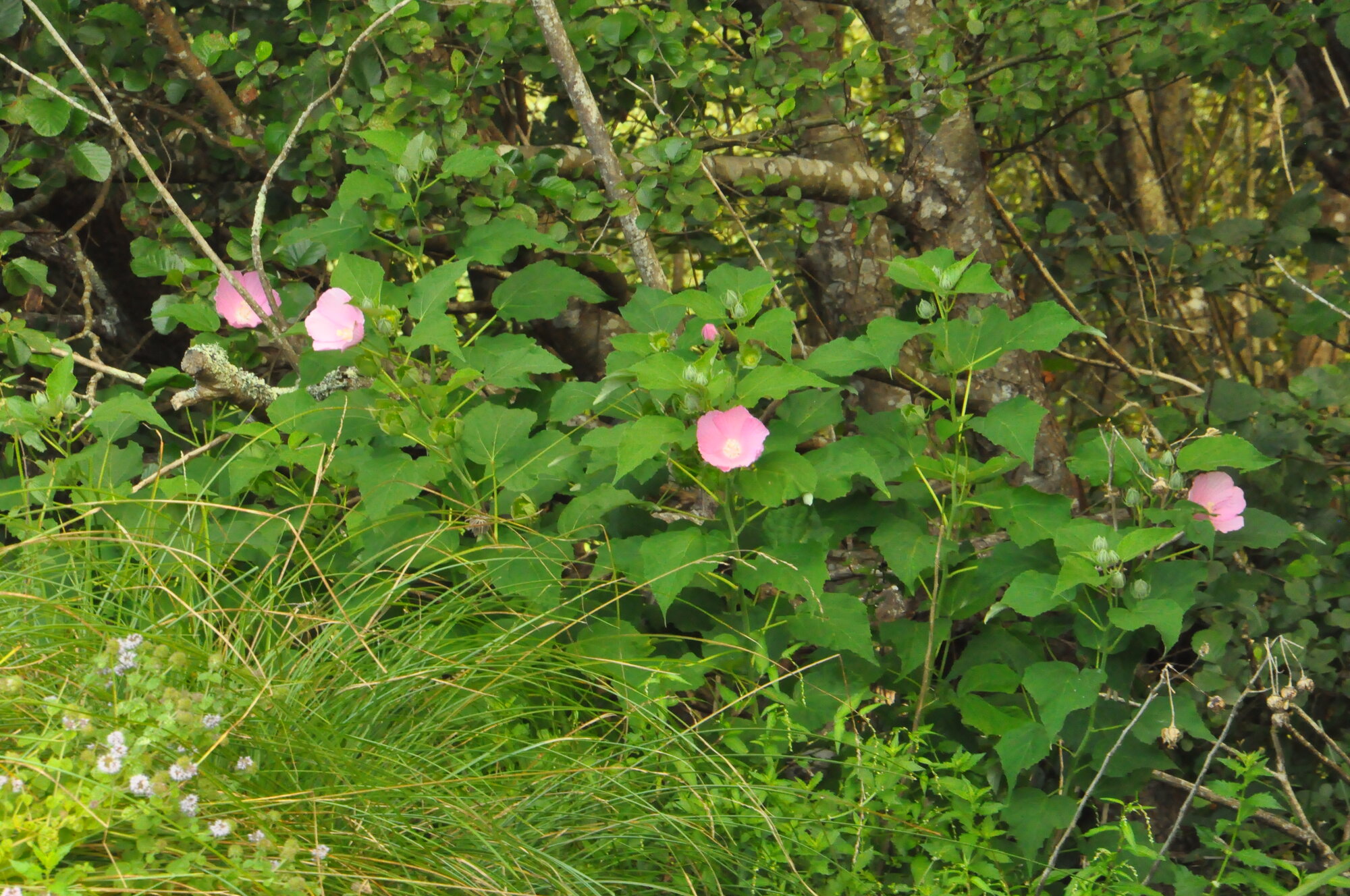 Hibiscus des marais en fleur