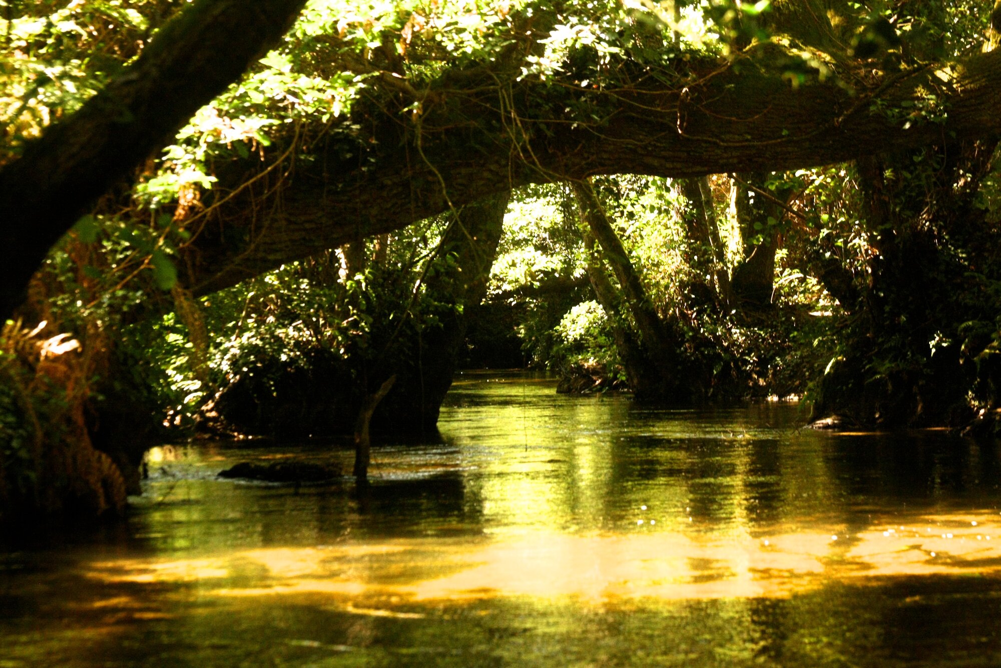 Le Vignac en canoë, petite rivière étroite et luxuriante