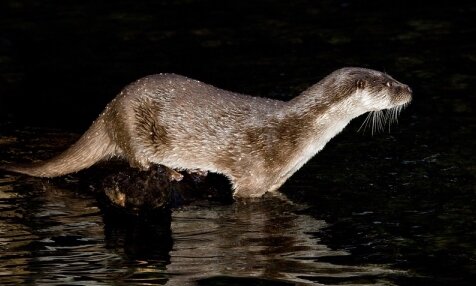 Loutre d’Europe sur le Courant de Contis