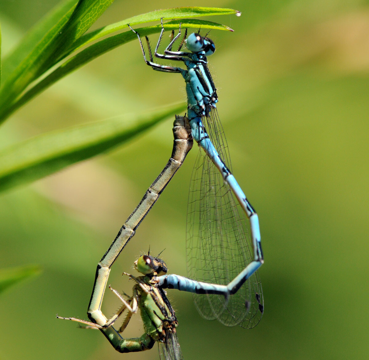 Agrion de Mercure